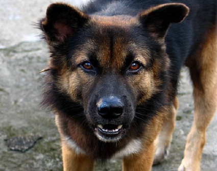 angry dog