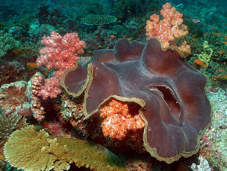 clam