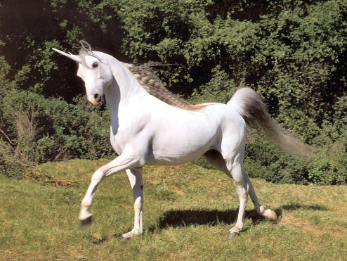 unicorn