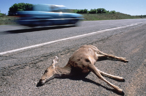 roadkill