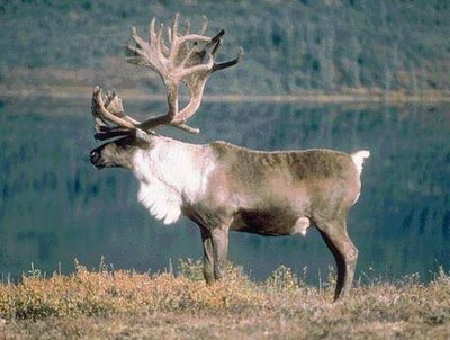 rudolph
